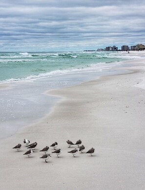 Strand