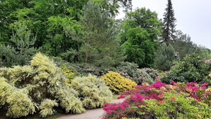 A garden pathway surrounded by various flowering shrubs and trees. - Nice apartment in Graal-Müritz with WiFi (Graal-Müritz)