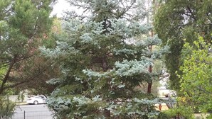 Un arbre à feuilles persistantes dans un jardin aménagé, avec une clôture et une voiture garée en arrière-plan.