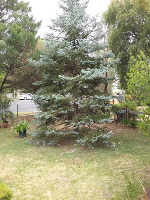 Property grounds - Langley Cottage B & B (Coonabarabran)