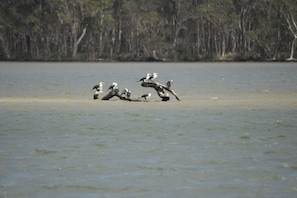 A group of birds on a tree branch over a body of water.