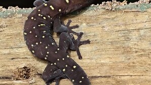 Un gecko sur une surface en bois.