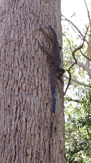 A lizard on a tree trunk.