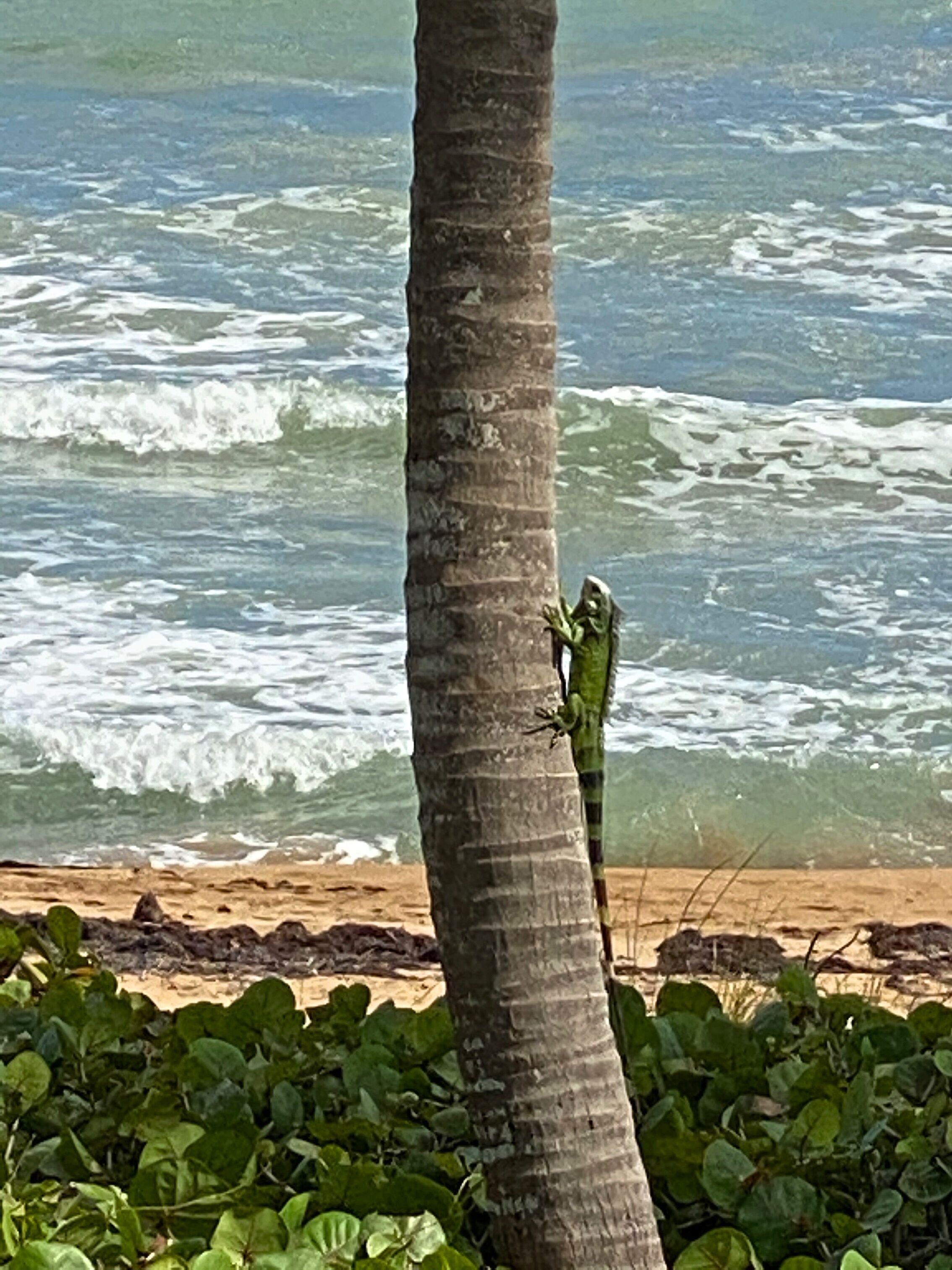 A beach scene with a palm tree and a lizard on it.