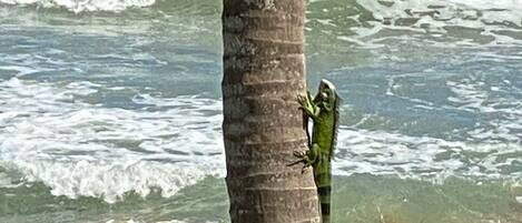 A beach scene with a palm tree and a lizard on it.