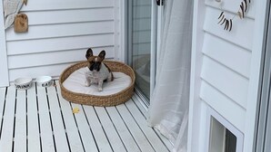 Un chien allongé dans un panier en osier sur une terrasse en bois blanc, avec une porte en verre et un panneau indiquant « PLAGE ».