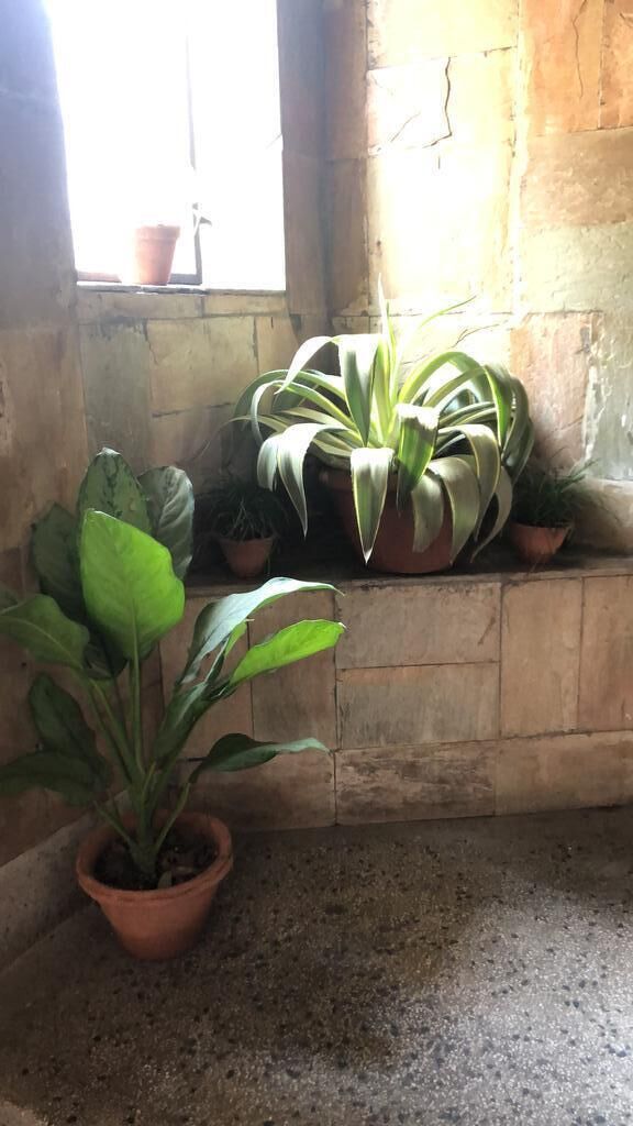 A corner with a window, a potted plant, and a concrete floor.