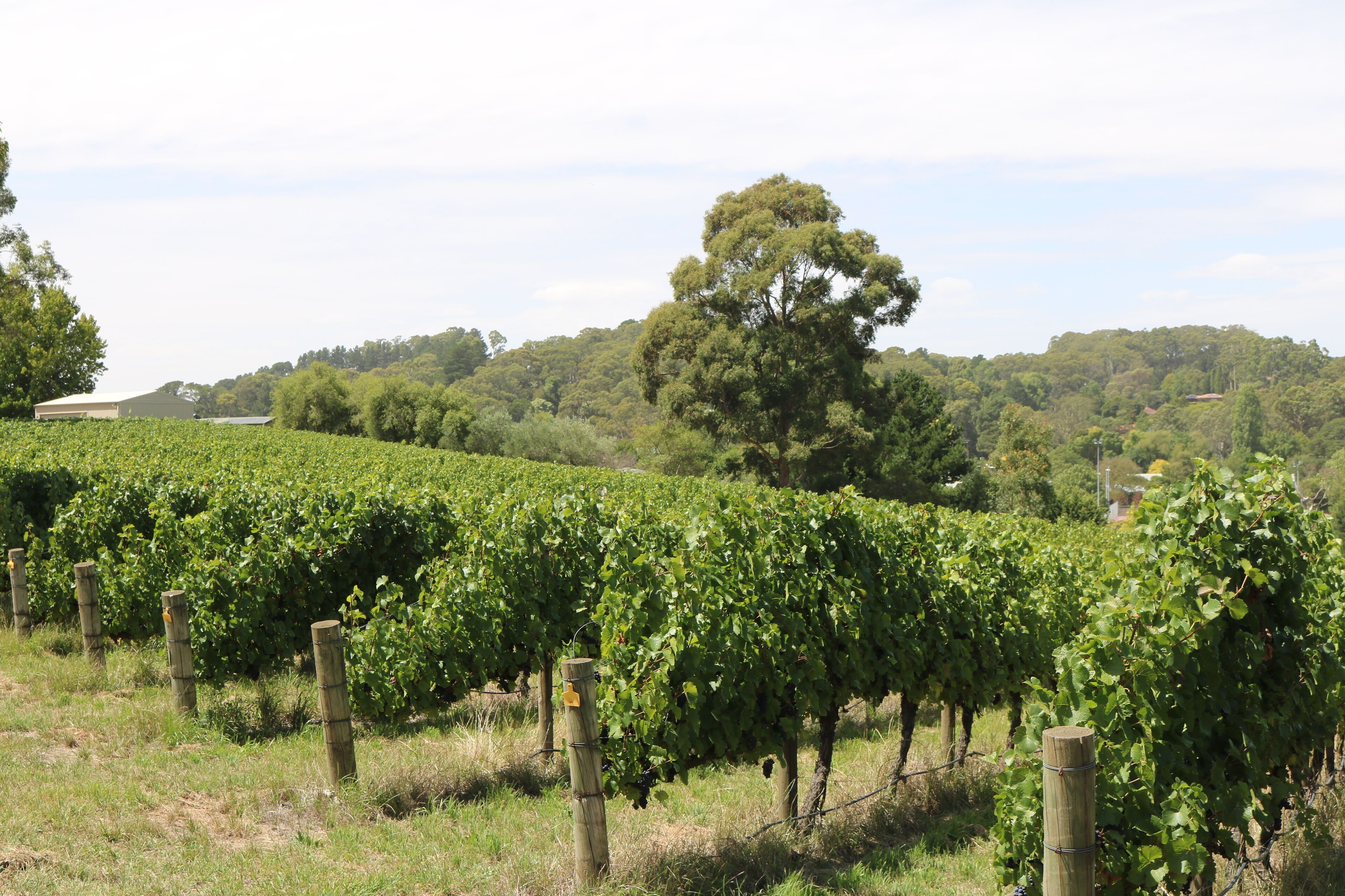 A vineyard with rows of grapevines and wooden posts.