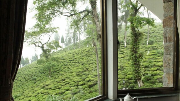Vista desde la ventana a una exuberante plantación de té verde, con una bandeja de galletas y té sobre una mesa.