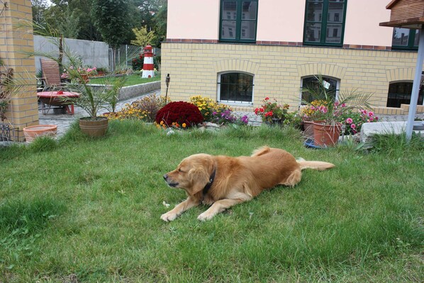 A dog lying on grass in front of a building with a brick facade and a window.