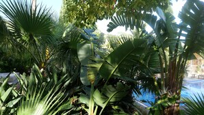 Un jardin intérieur luxuriant, agrémenté de diverses plantes tropicales, d’une piscine et d’un sentier en pierre.