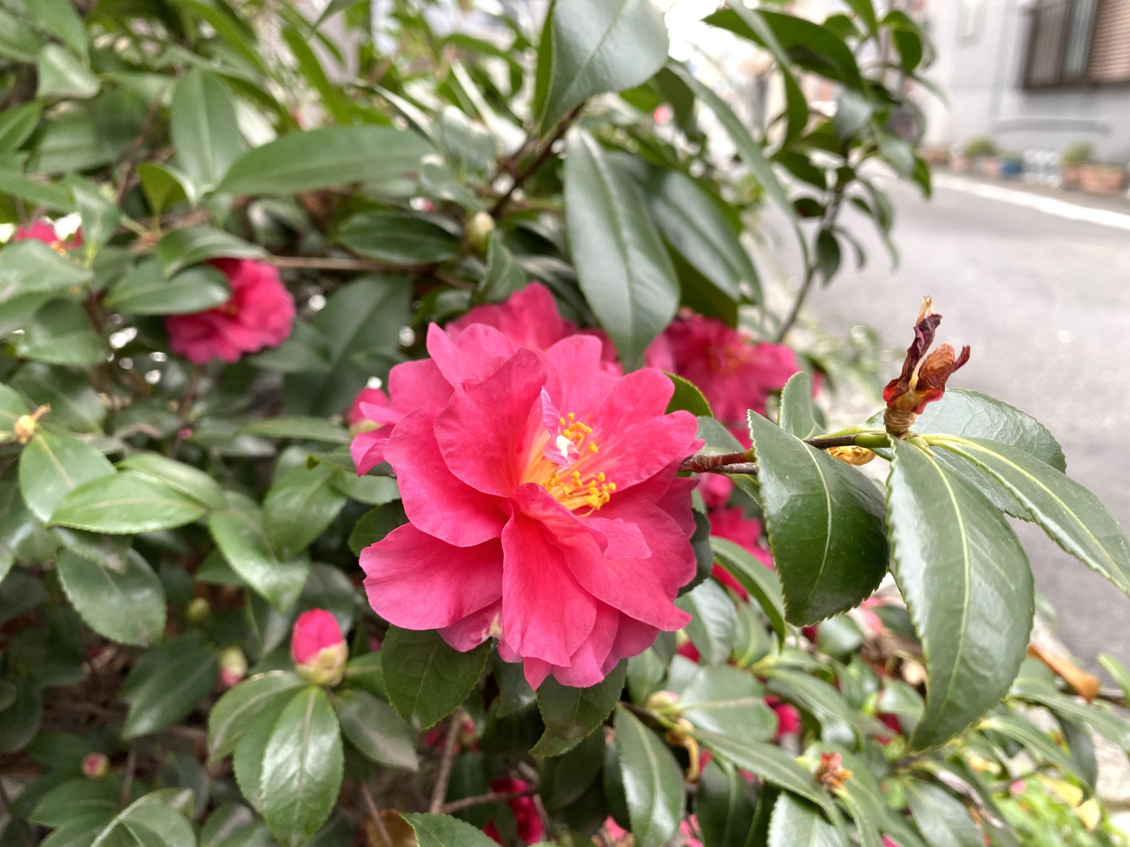 Un gros plan d’une fleur rose aux feuilles vertes.