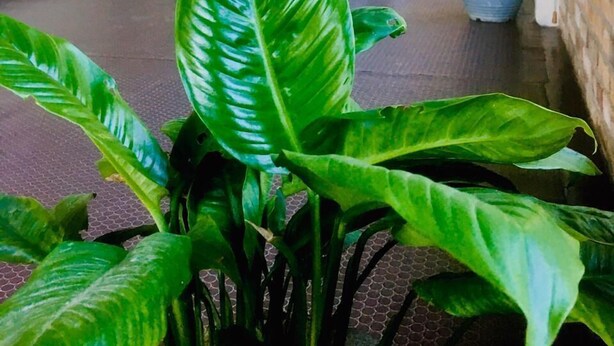 A covered outdoor seating area with chairs and a table, surrounded by potted plants. - 59B Rest Inn Ella (Ella)