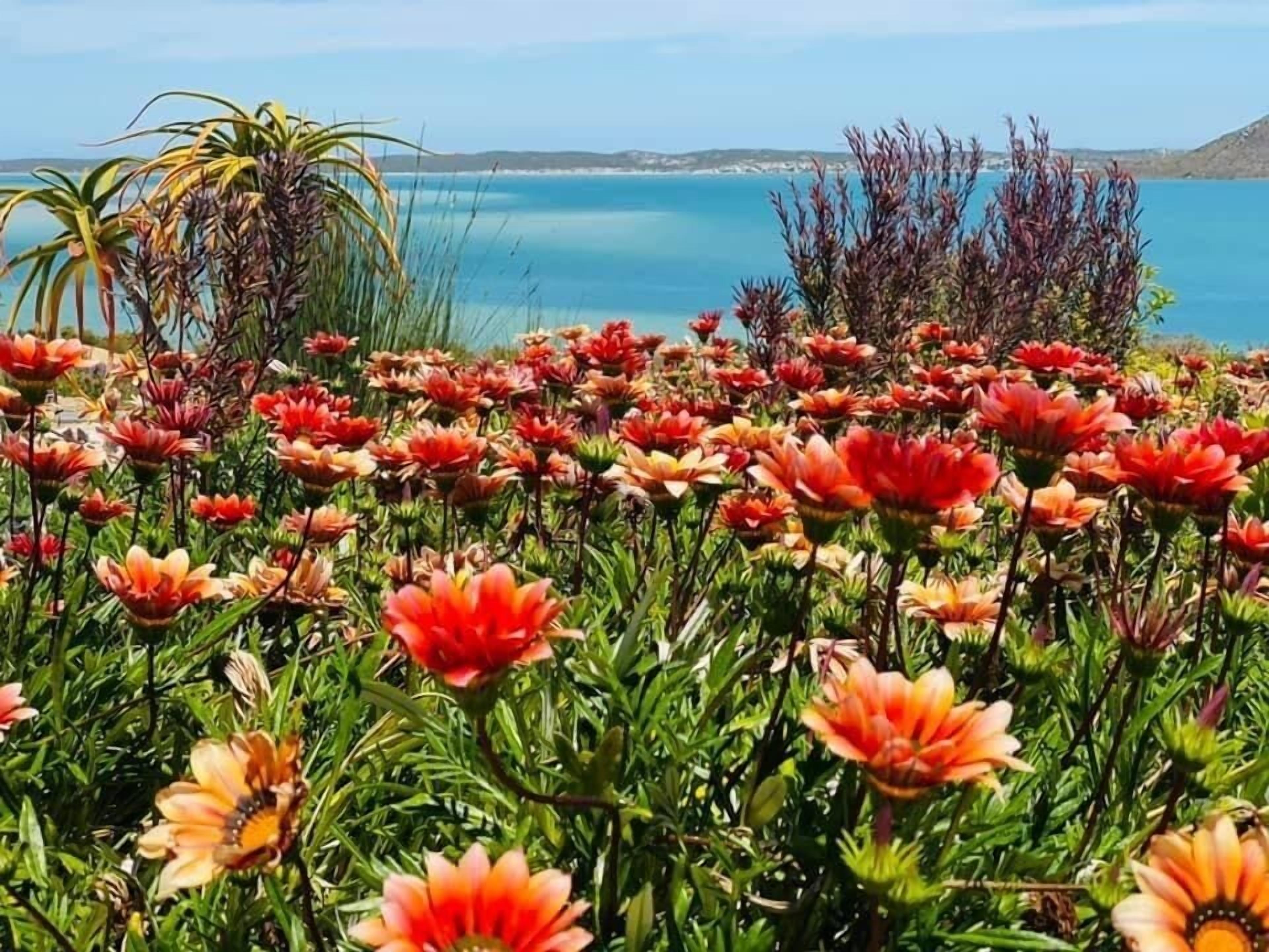 Paisagem costeira com um campo de flores vibrantes e vista clara do mar e colinas ao longe.