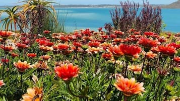Paisagem costeira com um campo de flores vibrantes e vista clara do mar e colinas ao longe.