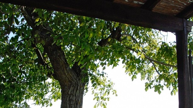 Une bouteille de vin et deux verres sur une table placée sous un arbre, avec une vue imprenable sur un paysage magnifique.