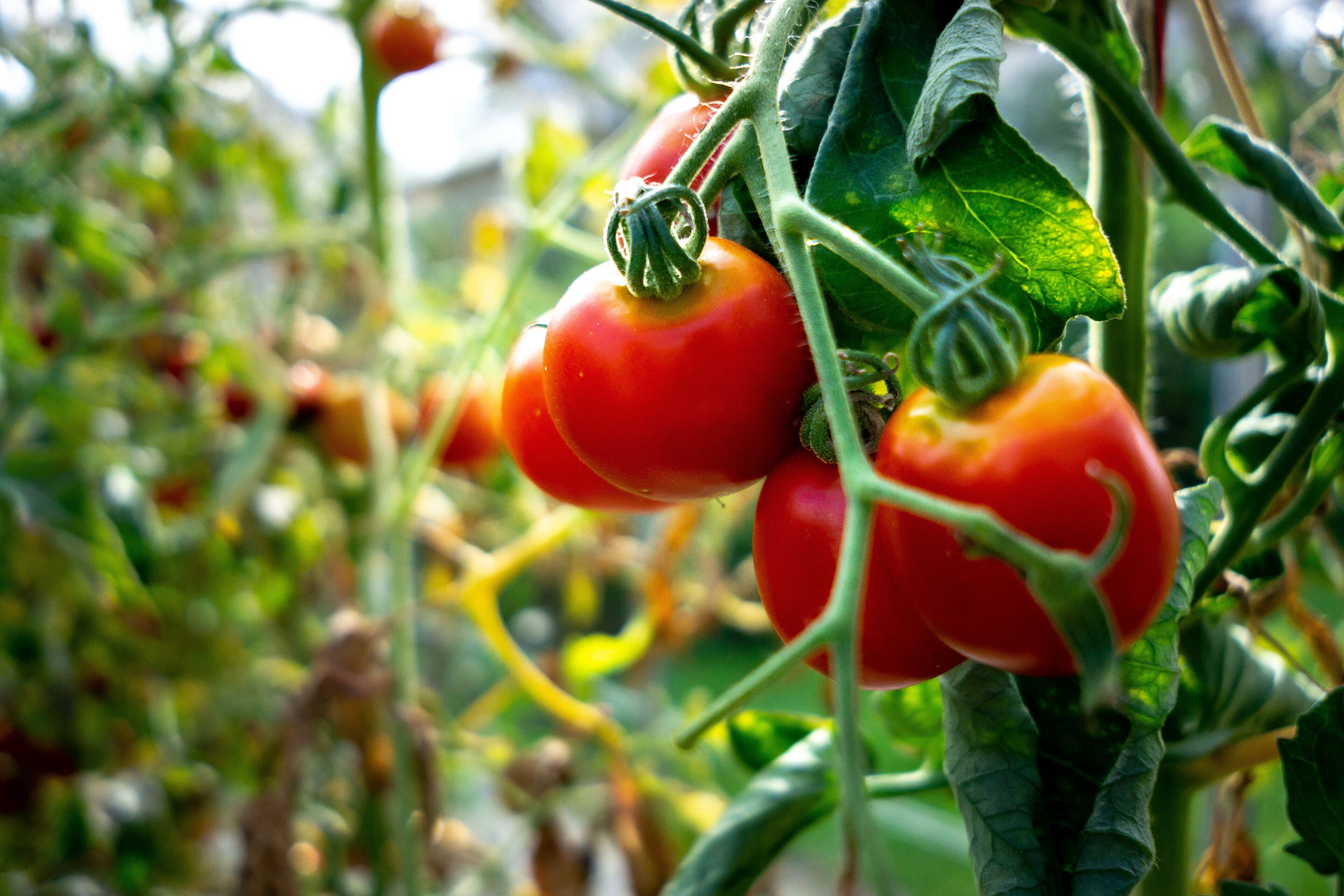 Primer plano de tomates maduros en una vid.