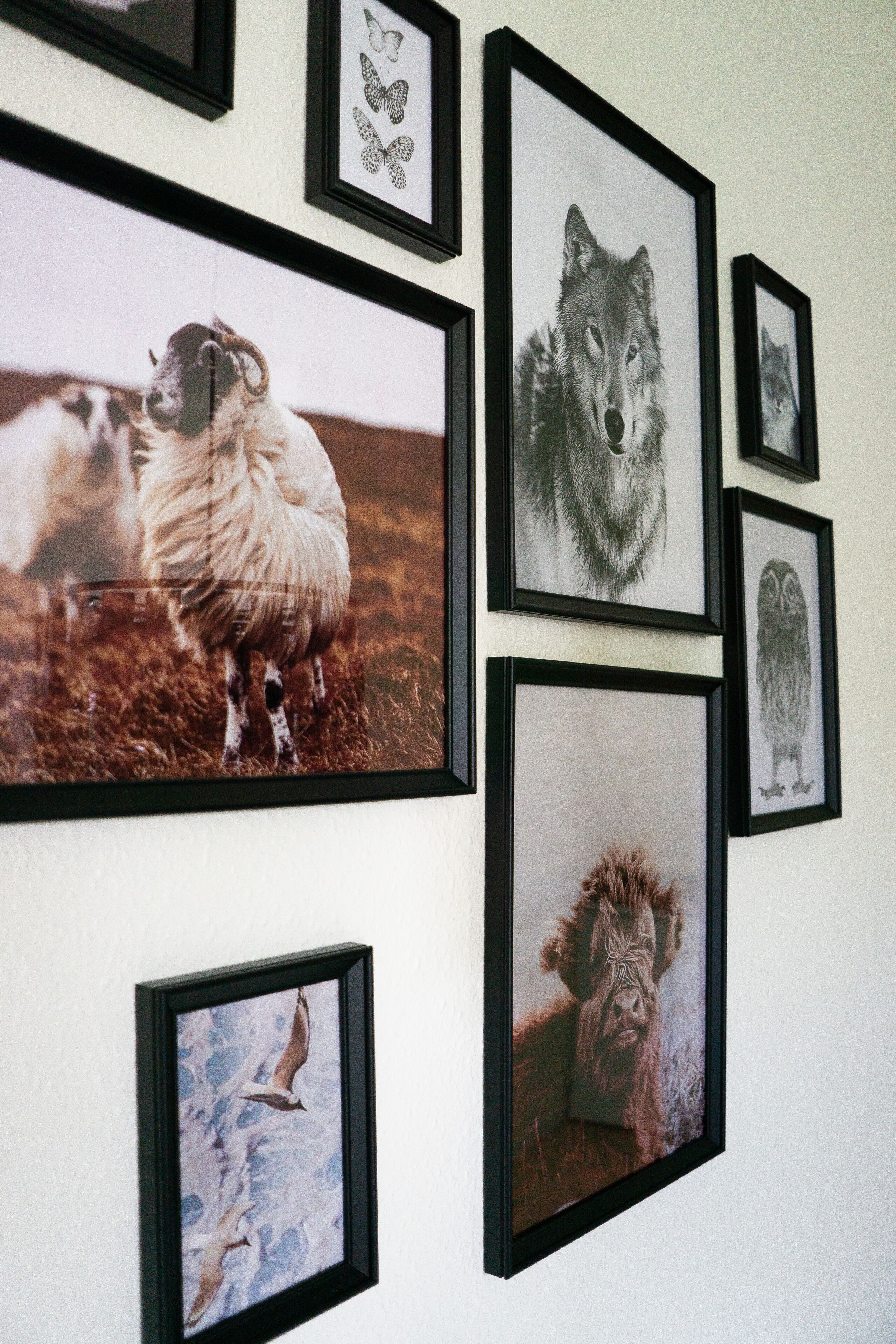 Un mur orné de plusieurs photographies d’animaux encadrées.