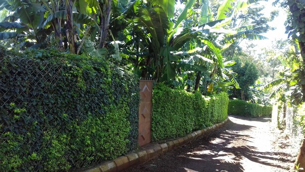 House | Property grounds