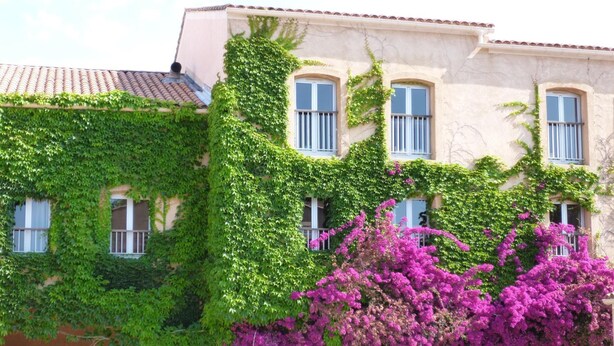 A building with a tiled roof, covered in green ivy, and a flowering bush in front. - Les Voiles d'Azur (La Londe-les-Maures)