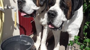 Two dogs standing next to a red door and a black bucket.