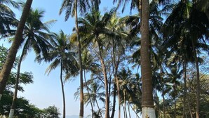 A hammock tied between two trees in a tropical setting with palm trees in the background. - 103 - Sand - La Mer Beach House (Revdanda)