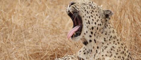 A cheetah with its mouth open, surrounded by dry grass.