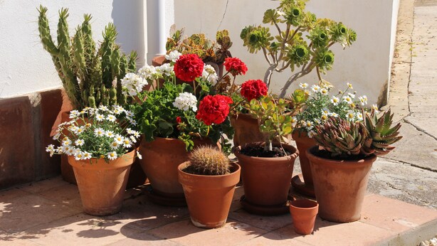Garden - Finca El Limonar (Álora)