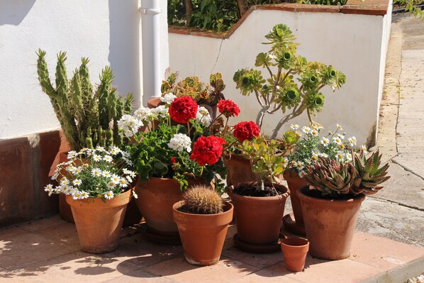 Garden - Finca El Limonar (Álora)