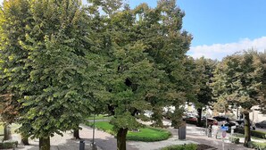 A tree-lined urban street with a pedestrian pathway and parked bicycles. - Affittacamere Stazione Empoli (Empoli)