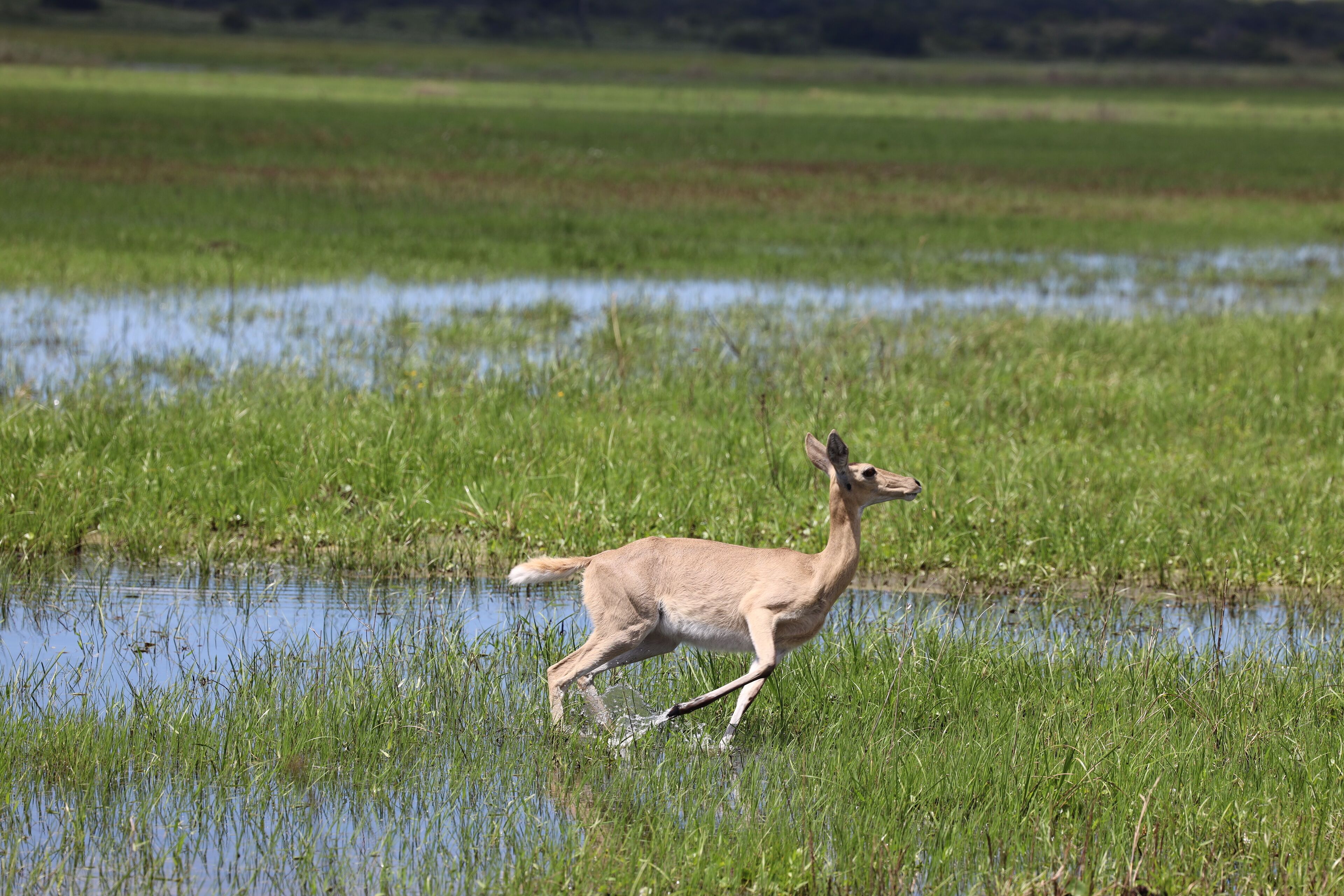 A deer in a grassy field with water.