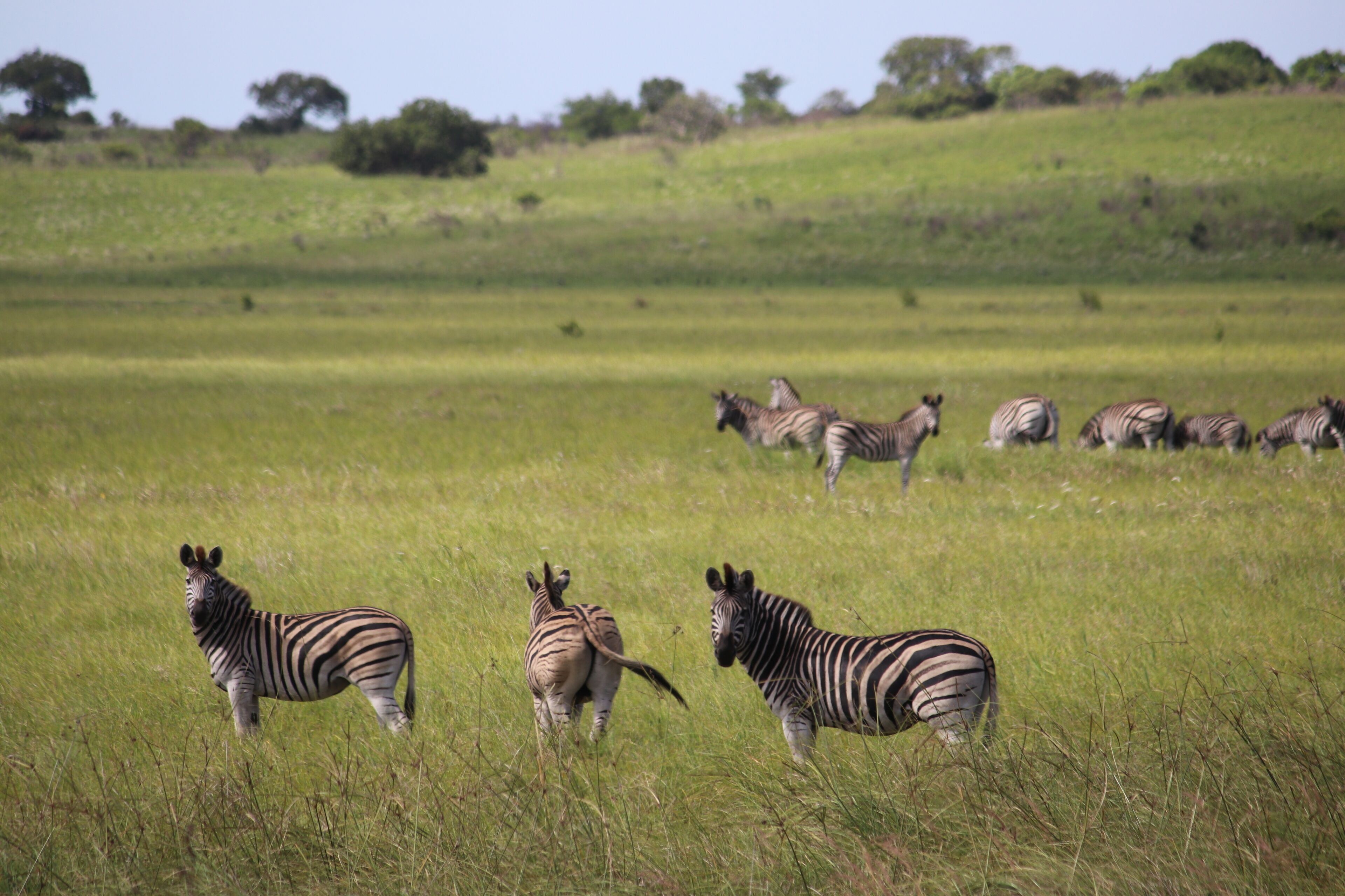 Zebras in a grassy field.