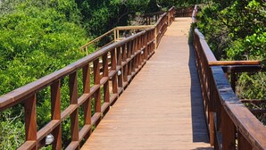 A wooden pedestrian bridge with railings, surrounded by dense greenery.