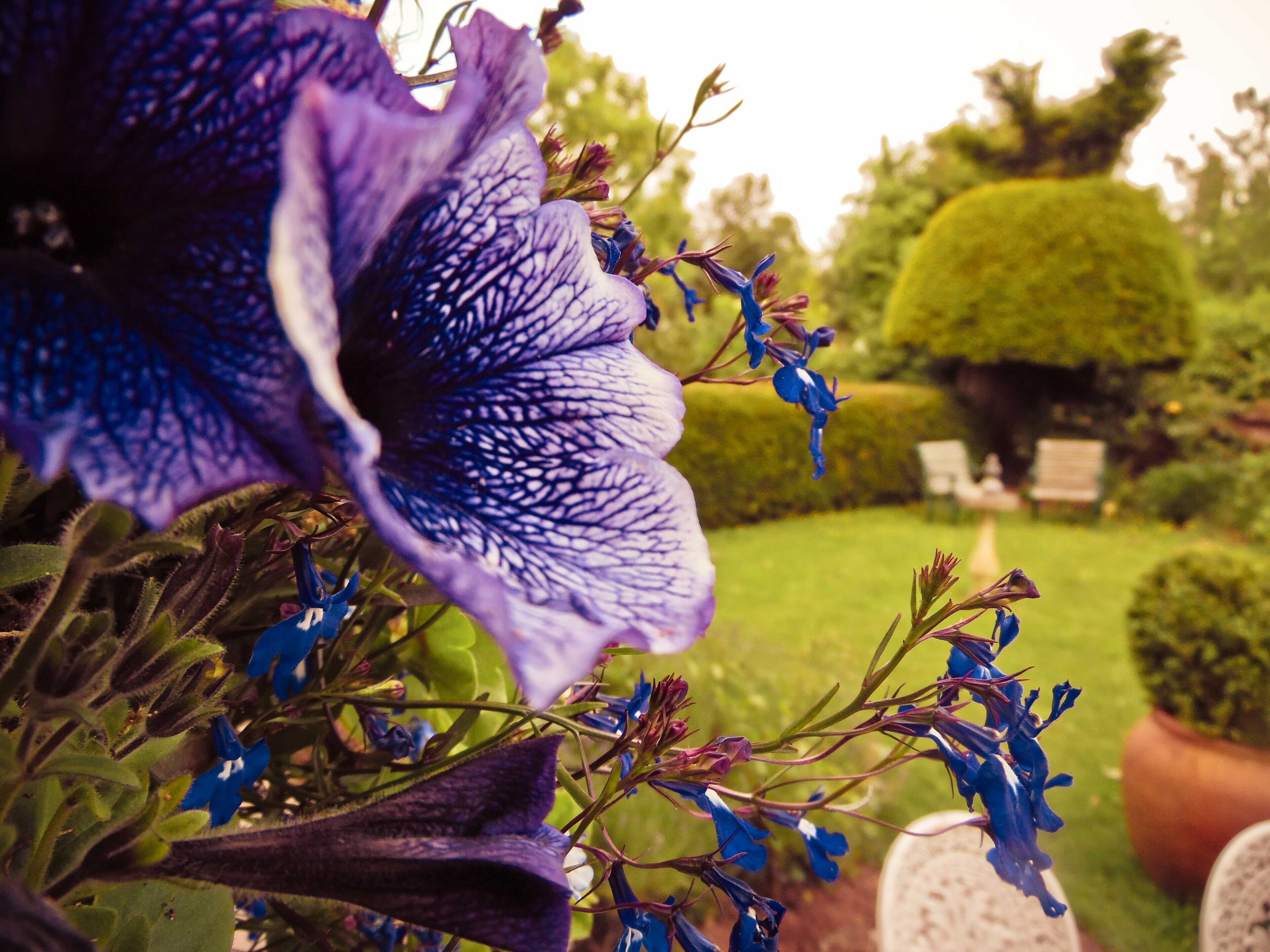 Un jardín con una variedad de flores, incluyendo una flor púrpura destacada en primer plano.