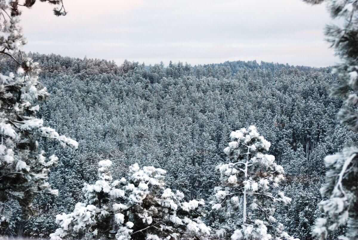 A dense forest of snow-covered trees.