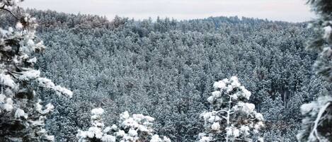A dense forest of snow-covered trees.