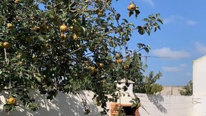 Eine Terrasse mit einem Backofen aus Ziegeln, einem blauen Stuhl und einem Baum mit Früchten.