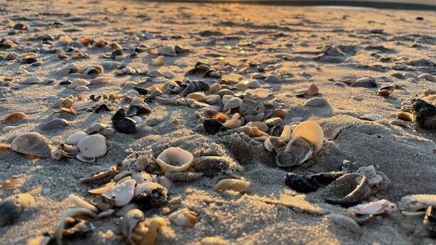 Une plage où de nombreux coquillages sont dispersés sur le sable.