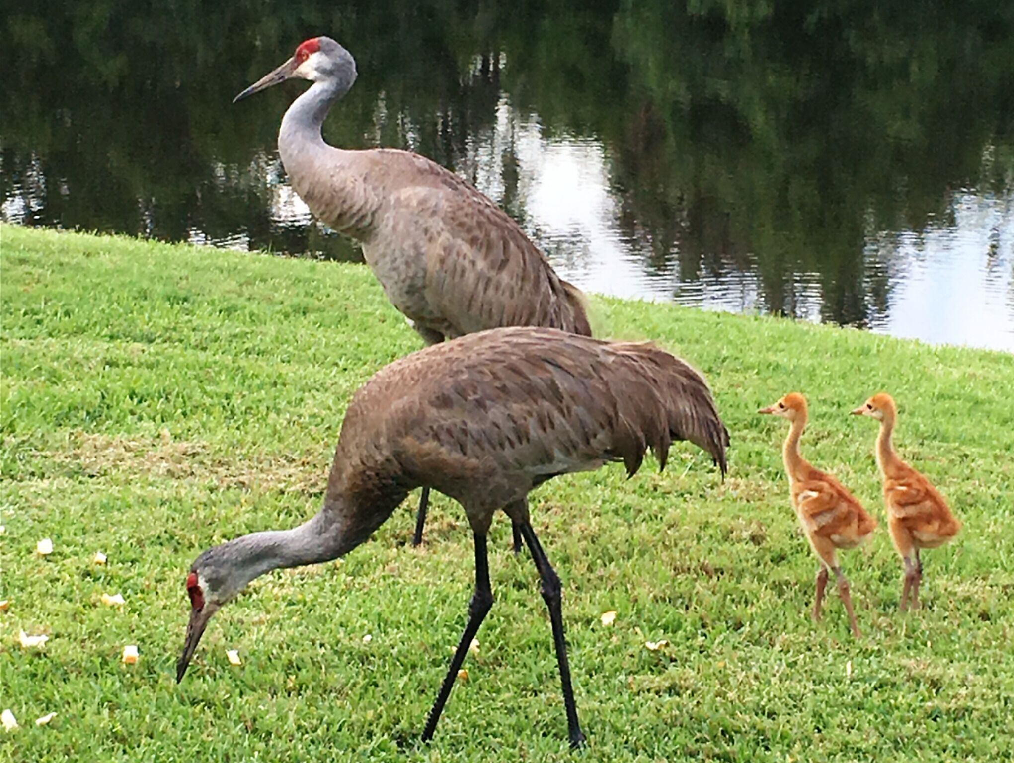 Ein großer Vogel mit rotem Kopf und zwei kleinere Vögel auf einer Wiese in der Nähe eines Gewässers.