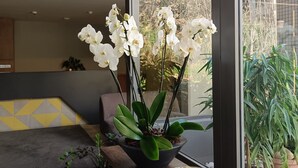 A modern living room with a large window, a wooden bench, and a potted orchid plant. - Shade Hotel Beirut (Beirut)