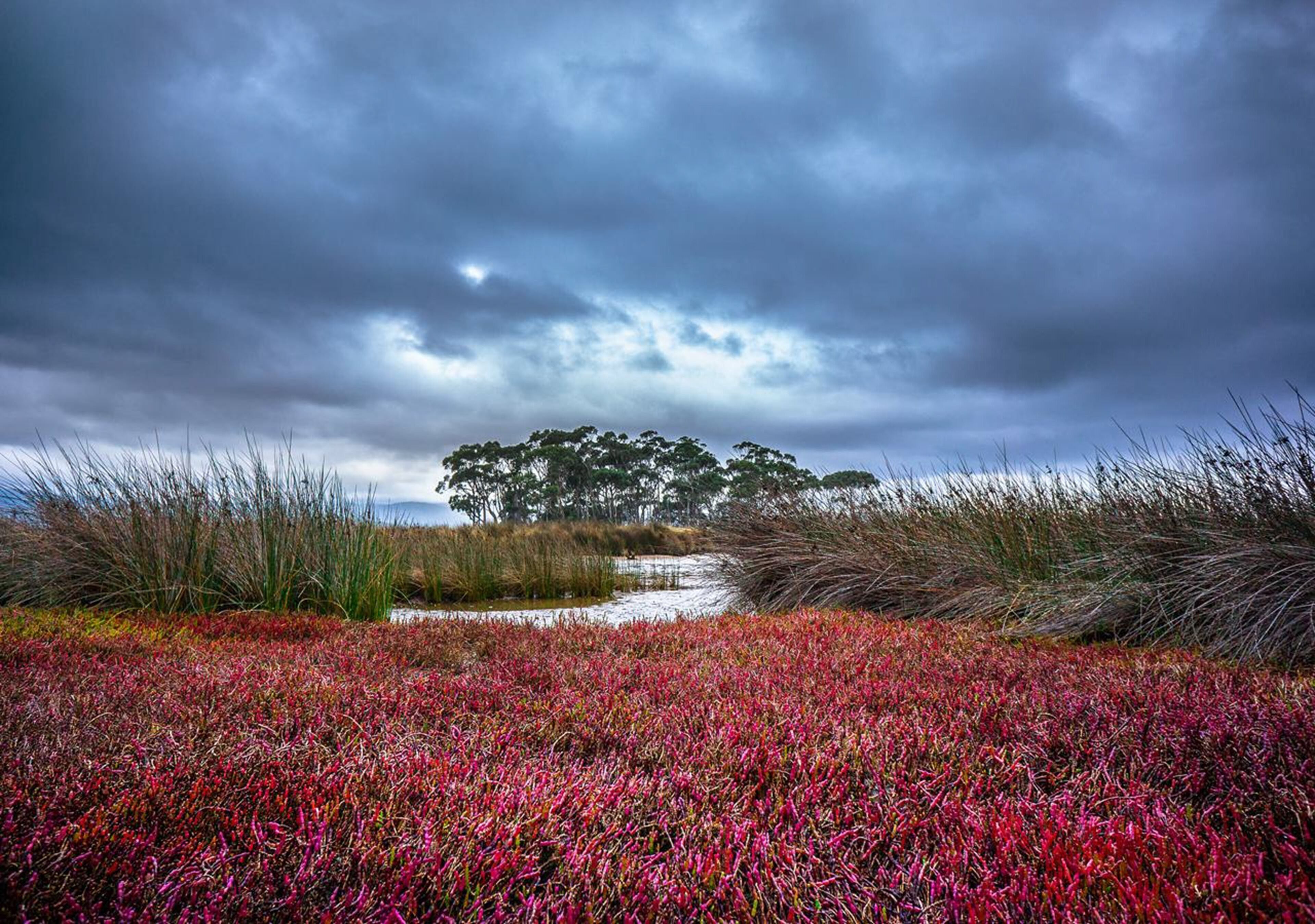 A natural landscape with a body of water, dense vegetation, and a tree in the background.