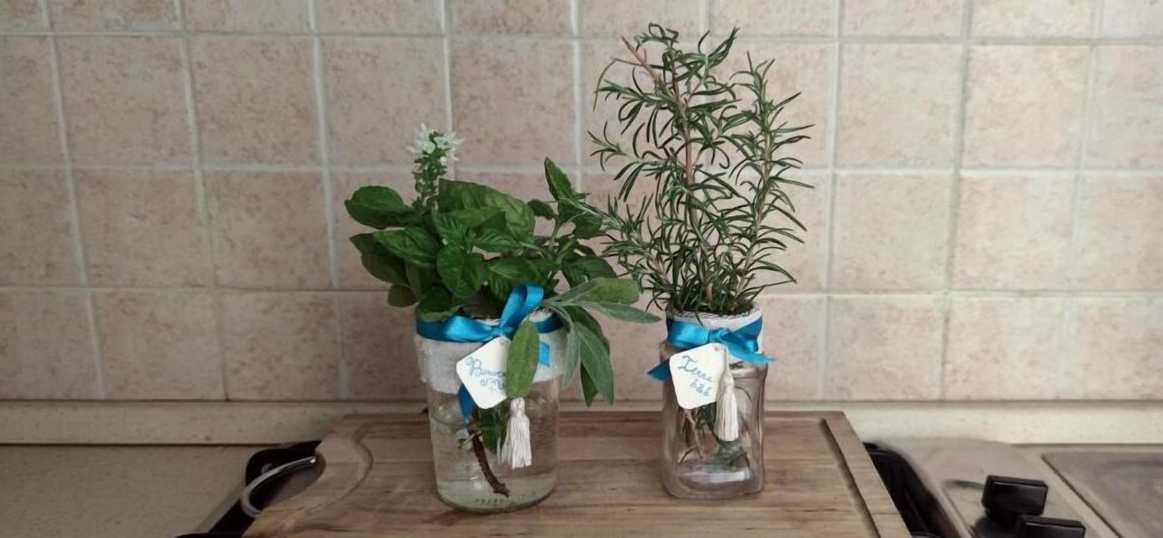 Two glass jars with plants tied with blue ribbons, placed on a wooden surface against a tiled wall.