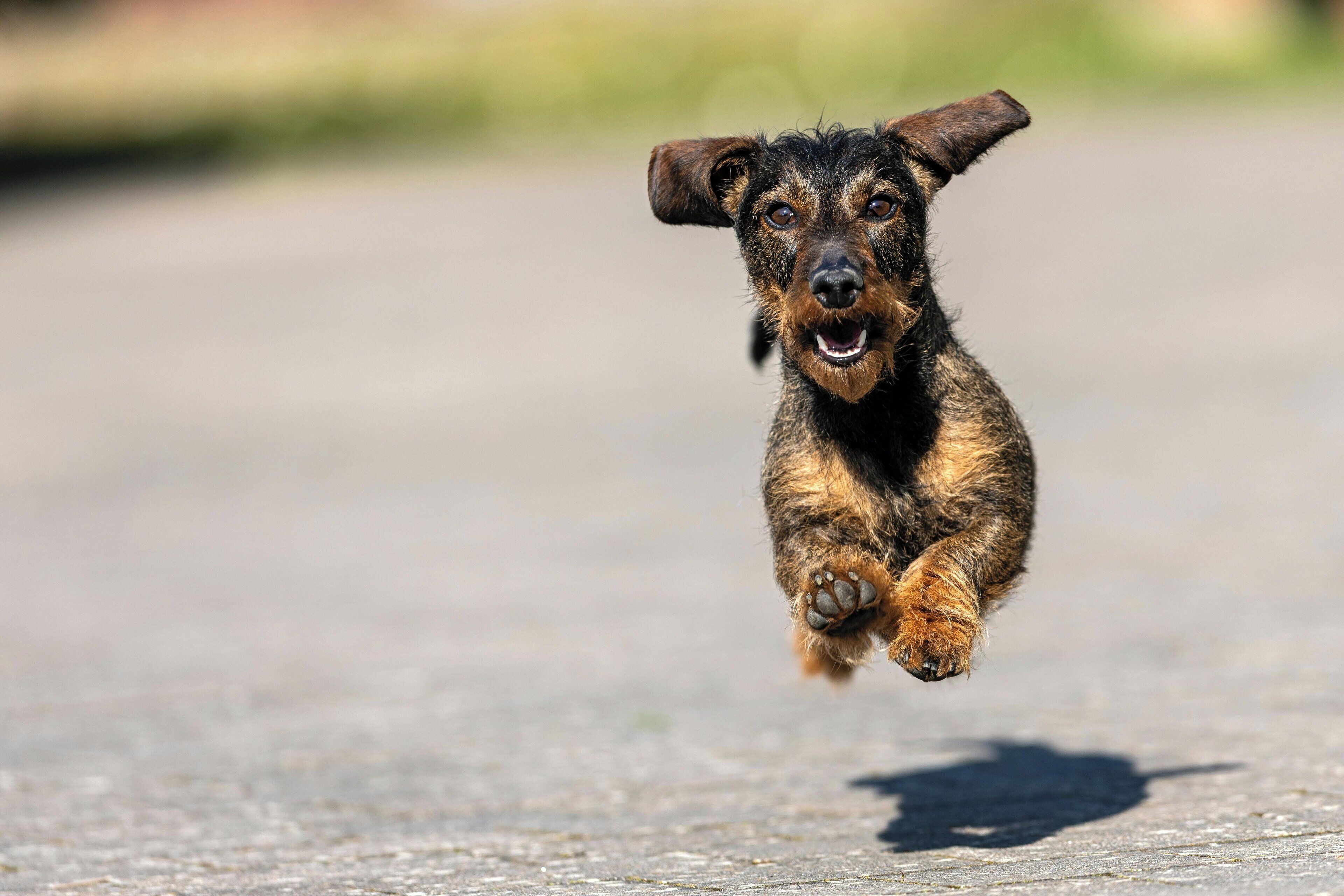 Photo - Holiday Inn - the niu, Sparrow Regensburg by IHG