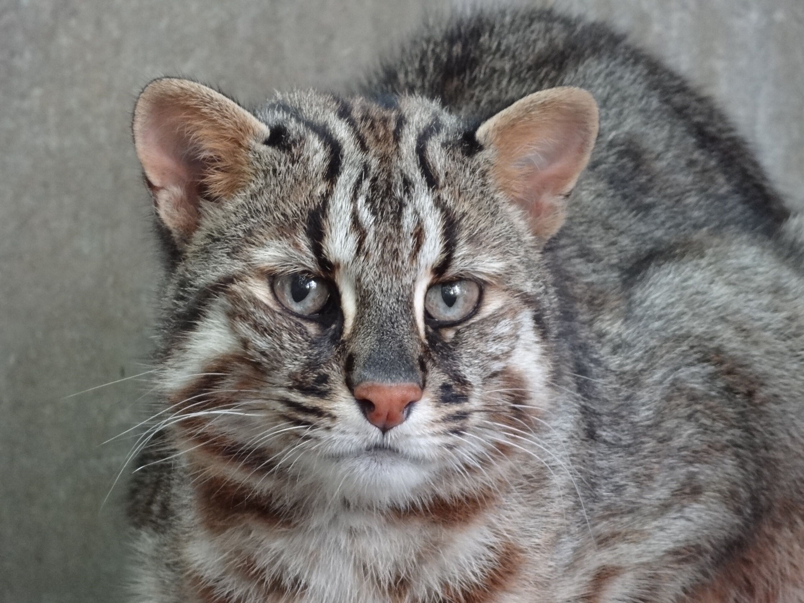 Um close-up do rosto de um gato.