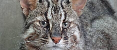 Um close-up do rosto de um gato.