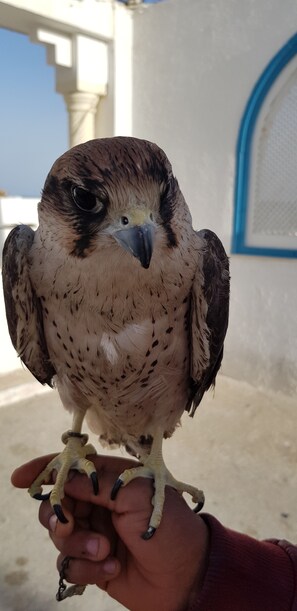 Uklassifisert bilde, 2 av 7, knapp