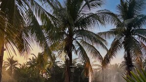 A serene outdoor setting with palm trees and a pond. - Palm Green Club & Resort by The Sky Imperial (Kheda)