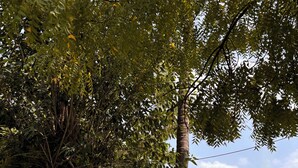 A pathway lined with trees and a pool. - Palm Green Club & Resort by The Sky Imperial (Kheda)