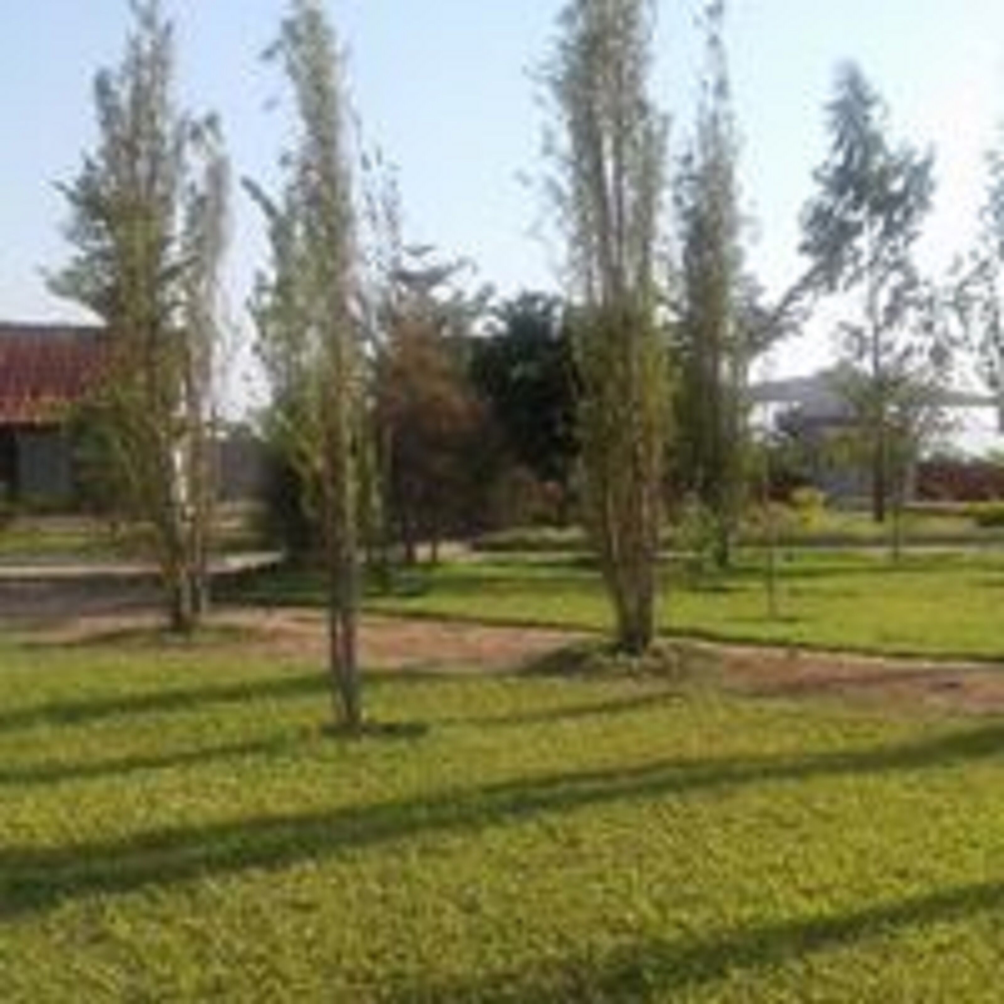 Un espacio cubierto de césped con varios árboles y un edificio al fondo.