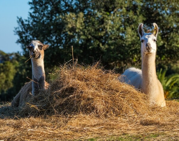Dos llamas descansando sobre un montón de heno, con un bosque al fondo.